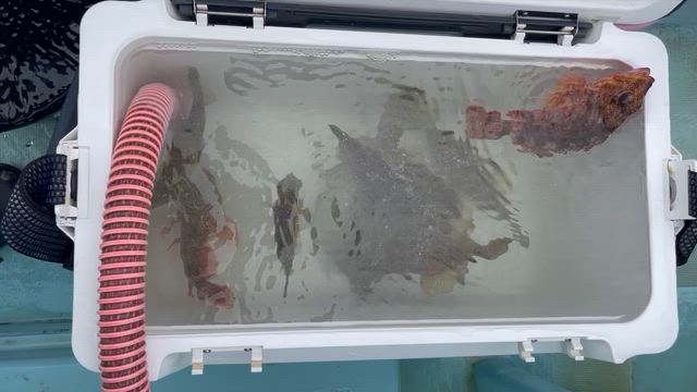 10月21日(火)『純粋カワハギ釣り』釣果の記事動画