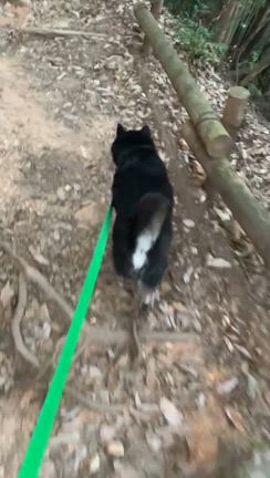 【韓国土産】　愛犬グッツのお土産｜リード｜ハーネス｜カラー　首輪の記事動画