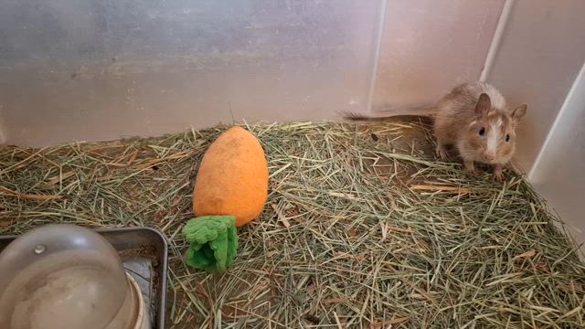 最後の子の記事動画