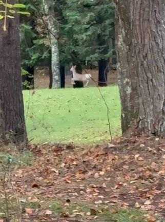 フォレストヴィレッジでしゅよ〜( ^ω^ )の記事動画