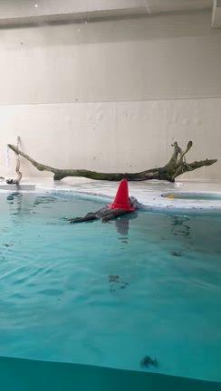 鳥羽水族館の記事動画