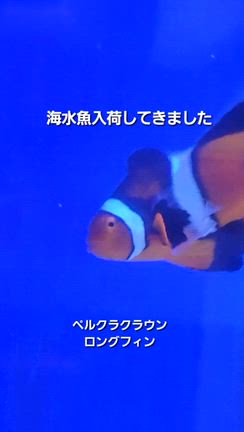 海水魚入荷してきましたの記事動画