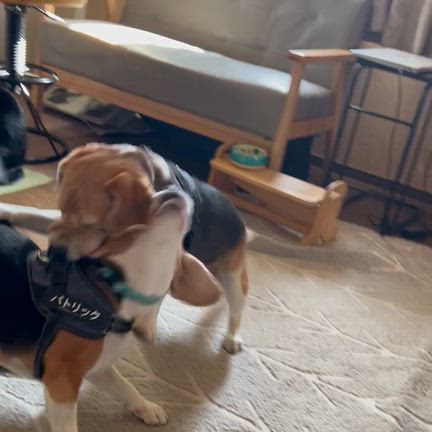 少し前から動画が投稿できないのでの記事動画