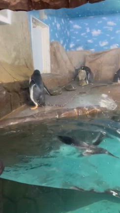 ペンギン界の…アタシ？の記事動画