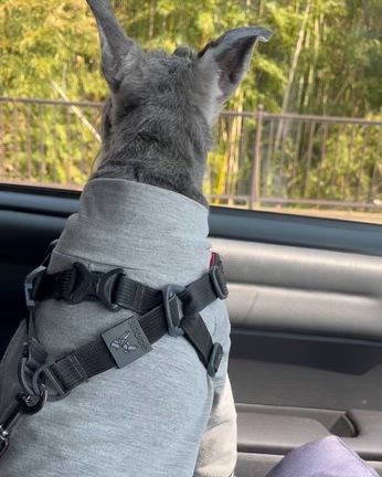 通院は公園散歩とセットの記事動画