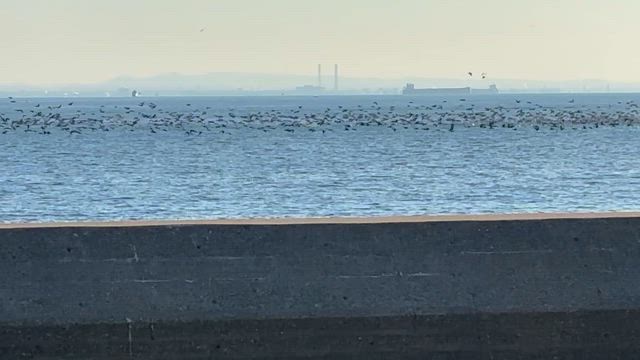 身近で美しいものの記事動画