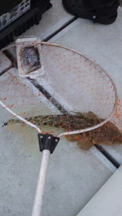 2025.12.23  1便　魚礁の記事動画