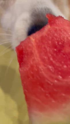 スイカ（音無し動画あり）の記事動画