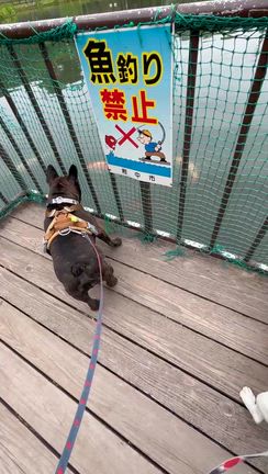 ディム&ペレちゃん兄妹〜(๑˃̵ᴗ˂̵)の記事動画