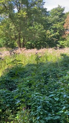 野草園のアサギマダラの記事動画