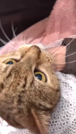 虎子ちゃん再入院しましたの記事動画