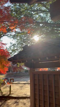 キラキラの紅葉と一緒にチビ達とのお散歩だよ٩(*˘ ³˘)۶の記事動画