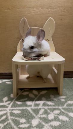 チンチラチェア | チンチラ三昧、たまにお出かけ(*´∀｀*)