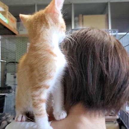 生後三か月齢！乙夜はさみしん坊で甘えん坊♪の記事動画