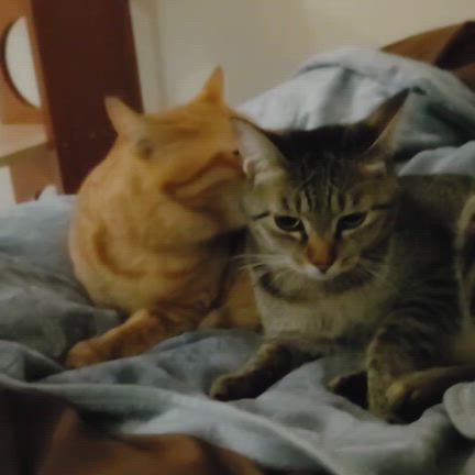 ありがとう大好きなしるこさんの記事動画