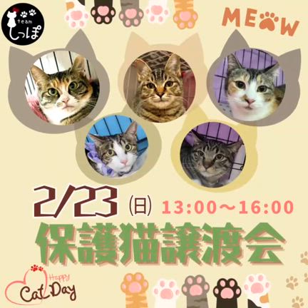 ニャンニャンニャンの翌日に譲渡会します！お待ちしてます！！の記事動画