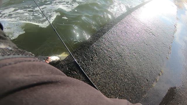 1周回ってアナログ最強時代の幕開けか！？の記事動画