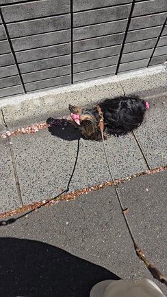 ポンムの記事動画