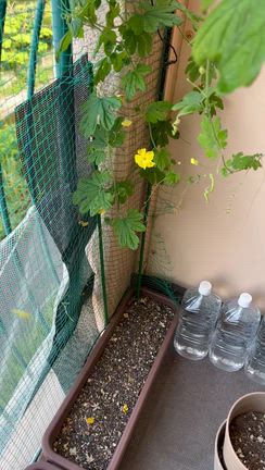 蝶々＊ゴーヤ＊猫の記事動画