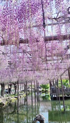 藤まつり2025の記事動画