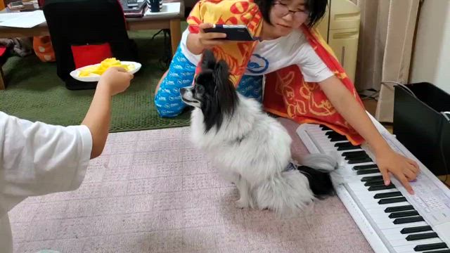 ラッキーがお空の星になりました⭐️の記事動画