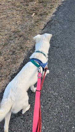 保護犬猫ボランティア〜今日からこたつ生活〜の記事動画