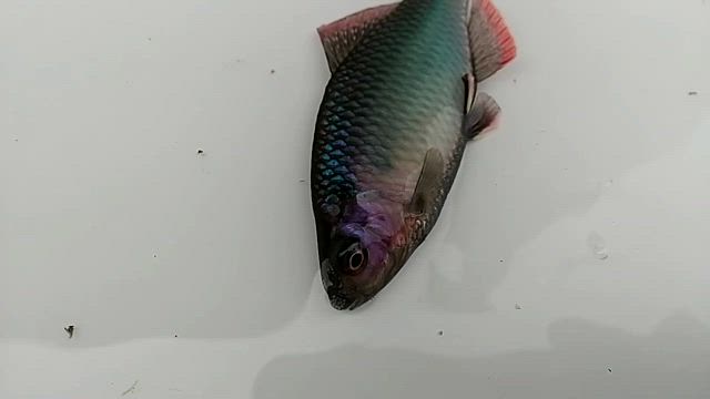 タナゴの婚姻色 アカヒレタビラの記事動画