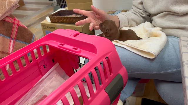 バージョンあっぷ⤴️の記事動画