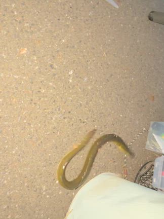 うなぎ釣り：吉本新喜劇、ルルナナTシャツの記事動画