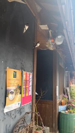 ツバメさんの記事動画