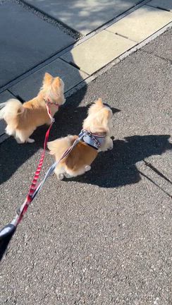 はなとさくが優しいの記事動画