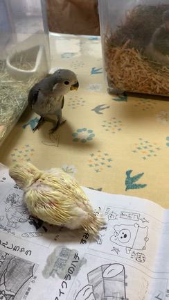 販売中❣️ヨチヨチ、バタバタ、チュンチュン、コザクラ雛ちゃん╰(*´︶`*)╯♡の記事動画