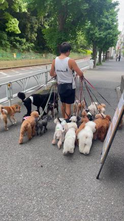 23匹ワンちゃんの記事動画