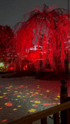 2025年京都の紅葉散策　高台寺の記事動画