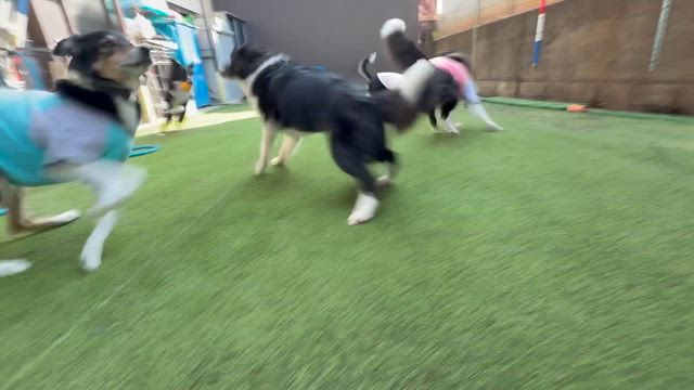 京都 犬のしつけ教室 