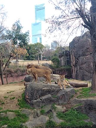 ライオンの力関係？＠天王寺動物園の記事動画