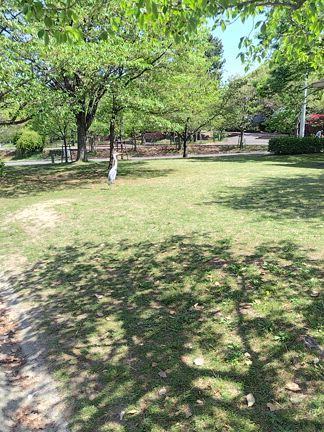 サギに話しかけるの記事動画