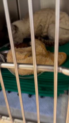 そっくん入院しました((T_T))の記事動画