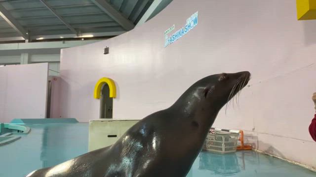 続・じゃんけんの記事動画