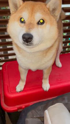 柴くん達が、ママに吠えて、意思表示の記事動画