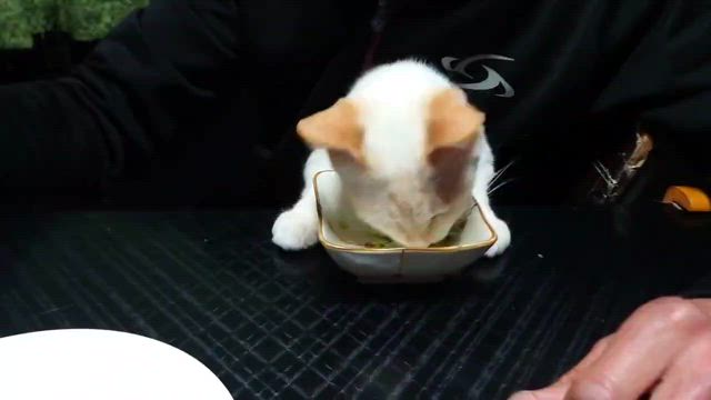 ブロッコリーを食べる？の記事動画