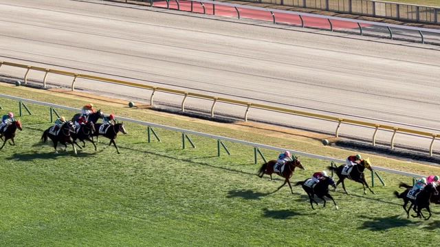 ラヴズプレミアム10着、ログラール3着の記事動画