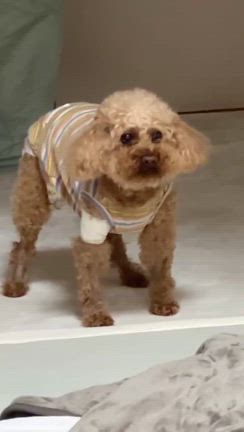 退院の記事動画