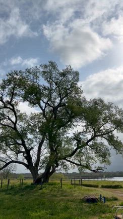 青空ヨガ始まりました♪の記事動画