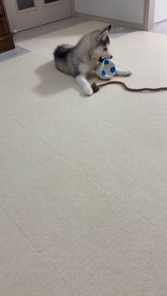 ボールが大好きな暖くん明けの耳にさわるぜ*の記事動画