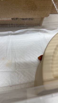 最近やってよかった手術な話の記事動画