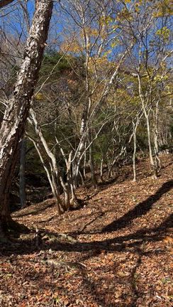 奥日光（龍頭の滝～日光戦場ヶ原～湯ノ湖）①の記事動画