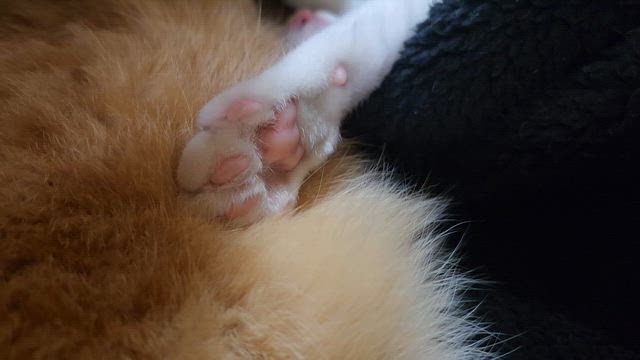 理由の記事動画