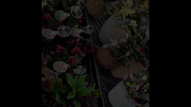 【関西クリスマスローズ万博】ご来場有難うございました！の記事動画