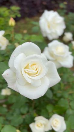 薔薇の花園の記事動画